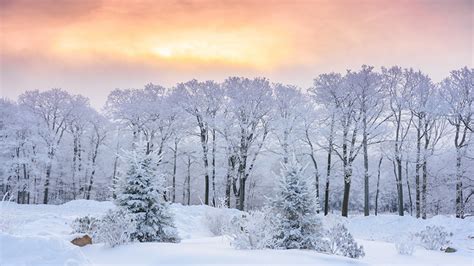 Beautiful Winter Scenery Snow Covered Frozen Trees Forest During Sunset