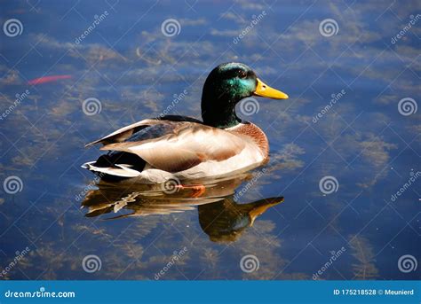 Male Mallard Or Wild Duck Anas Platyrhynchos Stock Photo Image Of