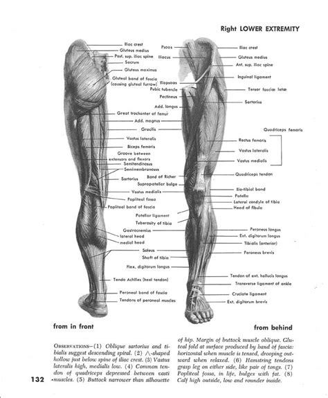 Muscles Of Left Leg Front And Back