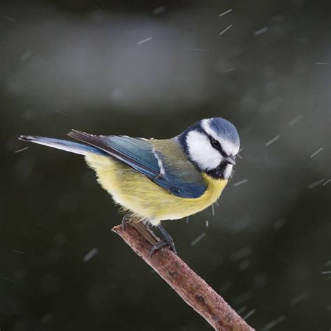 All About The Common European Blue Tit Cyanistes Caeruleus