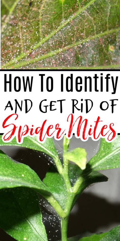 How To Get Rid Of Spider Mites On Plants Get Rid Of Spiders Spider