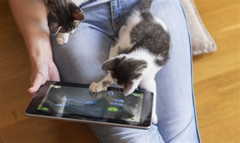 Cats Got Game: 4 Video Games for Your Cats to Play - CatGazette