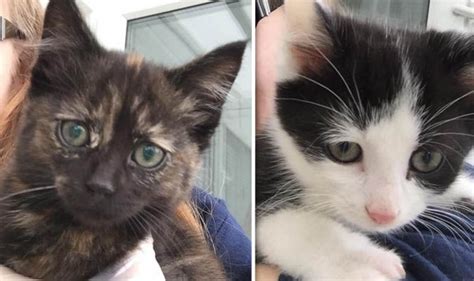 Hunt On For Cruel Cat Burglars Who Swiped Rspca Rescue Kittens Nature