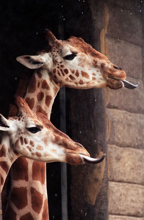 17 Best Images About Giraffe Love On Pinterest Giraffe