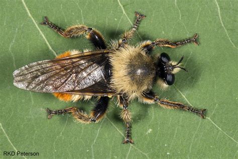 Laphria Sp Insects Of The Greater Yellowstone Ecosystem Montana