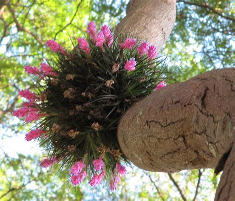 Tillandsia Recurvifolia Is A Species In The Genus Tillandsia This Species Is Native To Brazil