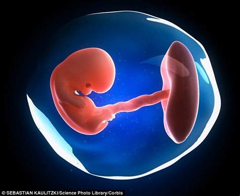 Womb Milk Nourishes Embryo During Early Months Of Pregnancy Daily