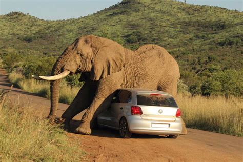 In Photos Elephant Uses Car As A Scratching Post Animal Behaviour
