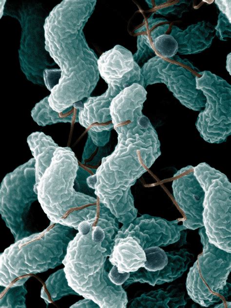 Bacteria Free Stock Photo Campylobacter Bacteria As Seen From An