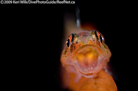 Super Macro Underwater Photography The Definitive Guide Part 3