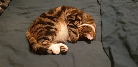 Found My Cat Sleeping Like This On My Bed Too Cute Not To Post Raww