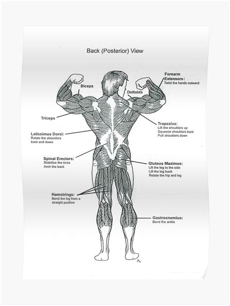 Muscle Chart Poster Anatomy Diagram Muscle Chart Back Poster