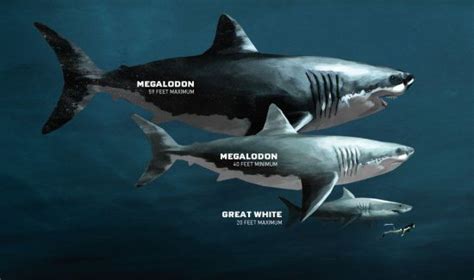 Görünümler 20 b11 yıl önce. Megalodon Shark Facts - The Largest Known Ocean Predator