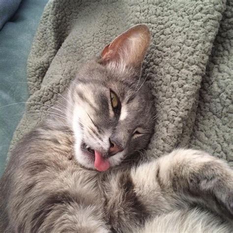 20 Cats That Fell Asleep And Look Ridiculous