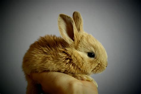 Countrified Hicks Adopting And Raising A Dwarf Rabbit