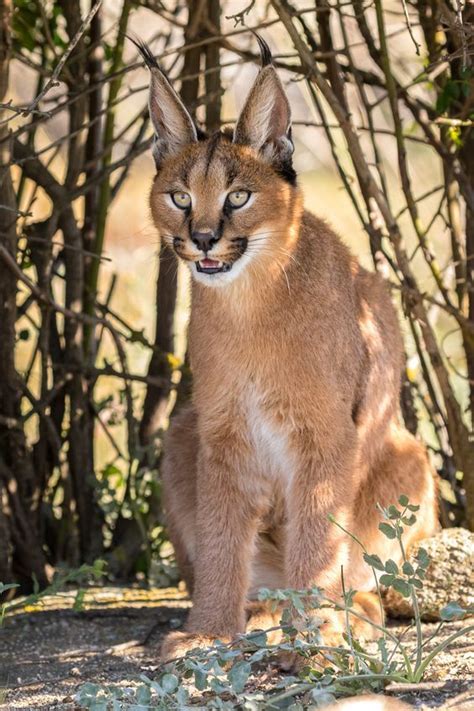 Important Facts About Caracal Pet You Need To Know Anifa Blog Pets