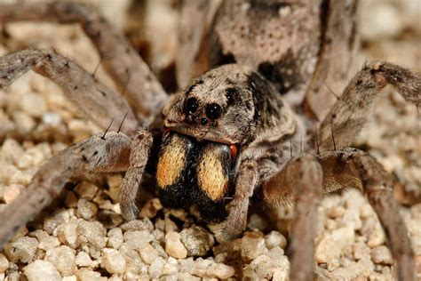 Wolf Spider Species