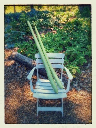 Cucuzza plant growing cucuzza italian cucuzza cucuzza squash cucuzza recipe italian cucuzza squash seeds gagootz fried cucuzza cucuzza soup cucuzzi gourd cucuzza casserole sicilian. What Is Cucuzza Squash - Information On How To Grow ...