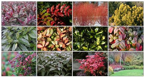 10 Best Evergreen Shrubs For Winter Interest Gardening Evergreen