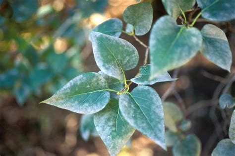 Large mature trees from pots made easy how to root tree cuttings care tips for little bonsai plant how to repot a plant in container or pot for optimum growth best soil mixture for plumerias. It Takes Three to Make a Plant Sick | News