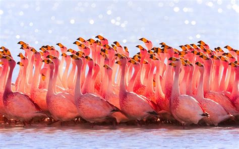 🔥 46 Free Pink Flamingo Computer Wallpaper Wallpapersafari