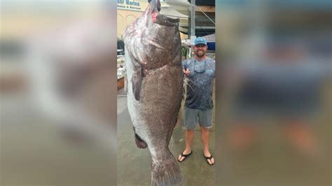 Man Catches Massive 350 Pound Grouper Off Florida Coast Wfla