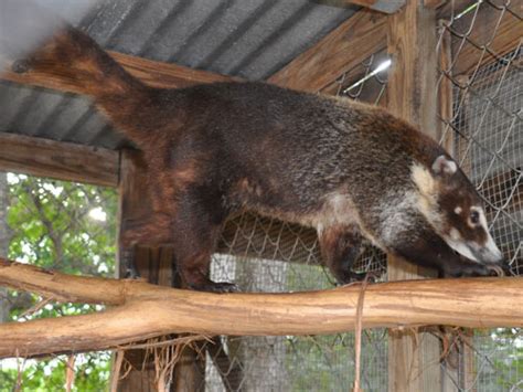 Nasua Narica White Nosed Coati In Capital Of Texas Zoo