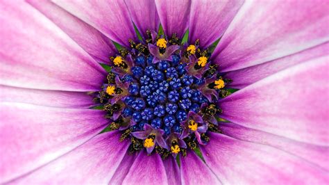 Amazing Purple Flower High Definition Wallpapers Hd