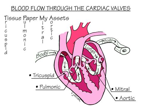 heart valve auscultation mnemonic heart sounds and murmurs by sherry knowles via slideshare