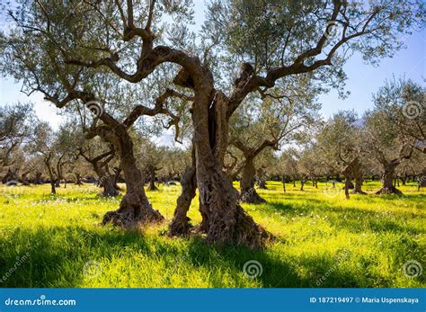 Old Olive Trees In Summer Field With Wild Flowers Stock Image Image