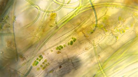 Water Under Microscope Hd Filmed With Smartphone Youtube