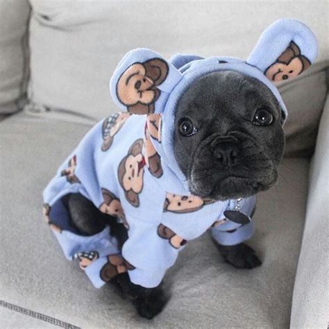 French bulldog clothes cute french bulldog french bulldogs dog wear dog memorial dog hoodie tank shirt beautiful creatures small dogs. Bedtime Jammies, French Bulldog Puppy ️ ️ | French ...