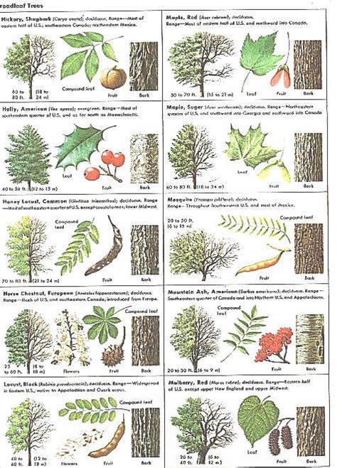 How Can Leaves Identify A Tree Phenology Science With Grambo Tree