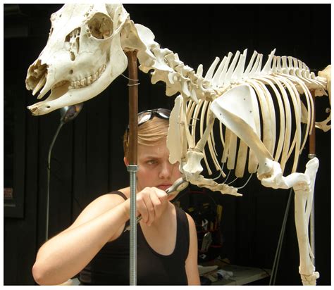Horse Skeleton Articulation Project Northwest School Of Animal