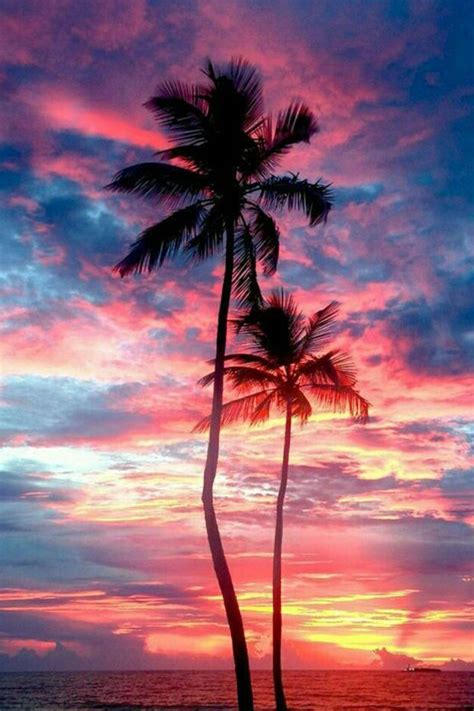 Sunset With Palms Wallpapers Wallpaper Cave