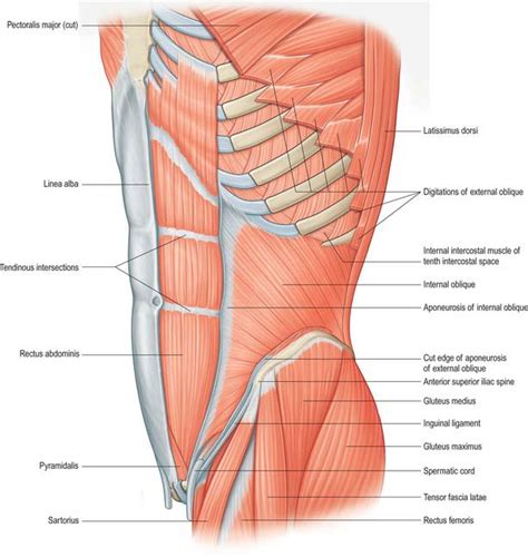 Muscle anatomy rectus abdominal abdominis abdomen athlete exercise external male torso abs ache analysis anatomical anterior athletic body diagnosis fitness gym health healthcare human incriptions injury man medical medicine muscular naked obligue organ pain patient pose serratus. Anterior abdominal wall | Basicmedical Key