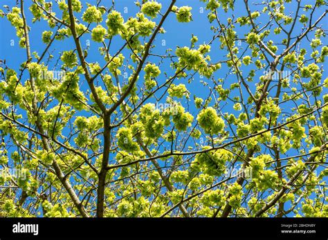 Wych Elm Leaves And Seed Pods Hi Res Stock Photography And Images Alamy