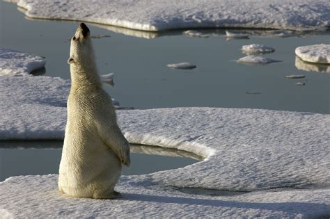Gallery Of Images Taken From A Story About Polar Bears By Photographer
