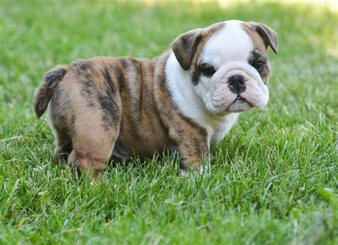 Professional and reputable english bulldog breeders since 1998 proudly presents our most recent litter of english bulldog puppies. How to Take Care of a Puppy Dog
