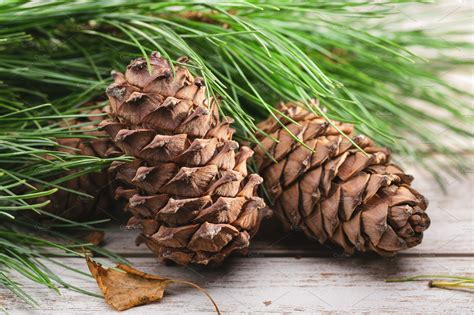 Cones Of Cedar Pine Featuring Siberian Pine Pine Cones And Cedar