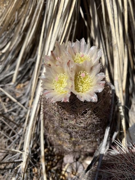 Spring Awakens Bdas Unsung Survivors Native Plants Found In The