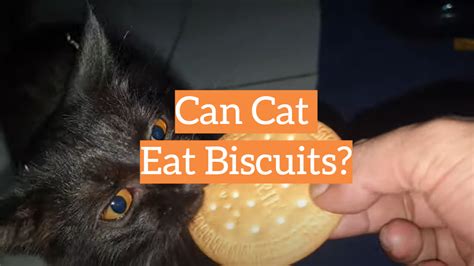 Can Cat Eat Biscuits Kittenwiki