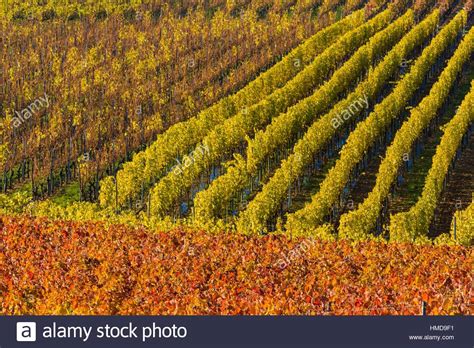 Colorful Vineyards In Autumn Volkach Maininsel Alte Mainschleife