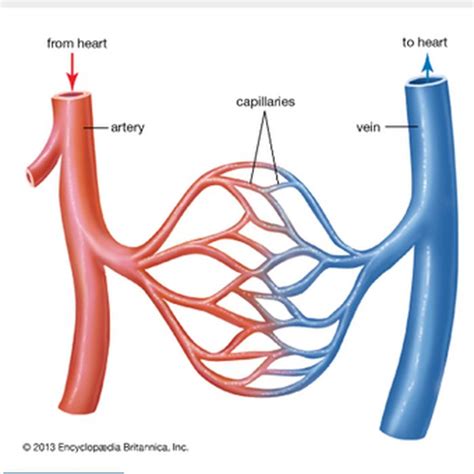 Perbedaan Pembuluh Darah Arteri Dan Vena Dalam Bentuk Hot Picture Riset