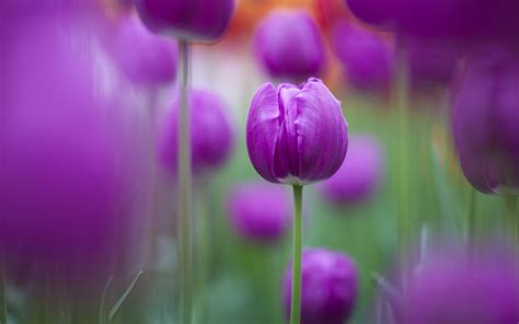 Purple Tulips Wallpapers Hd Wallpapers Id 14282