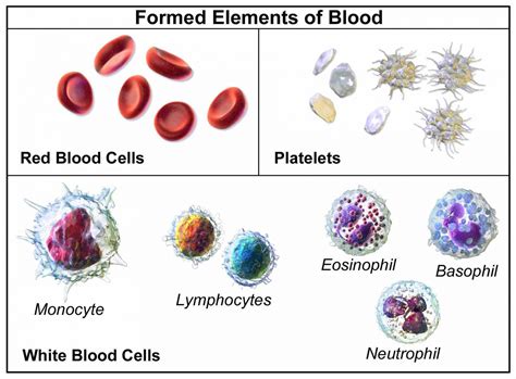 Red Blood Cells Definition Biology And Observation Under The Microscope
