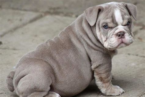 Blue English Bulldog A Guide To Care Exercise And Diet