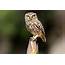 Bird Guide Owls – Travelling Is A Hoot