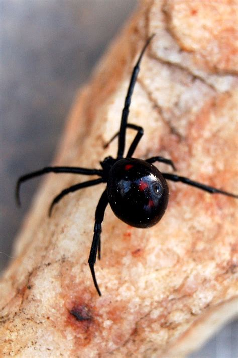 Like many spiders, the black widow spider eats other arachnids and insects that get caught in their webs. EduPic Spider Images