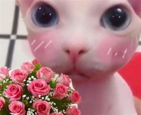 Reaction Picstan Twitterbingus Cute Memes Pretty Cats Cat Memes